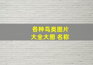 各种鸟类图片大全大图 名称